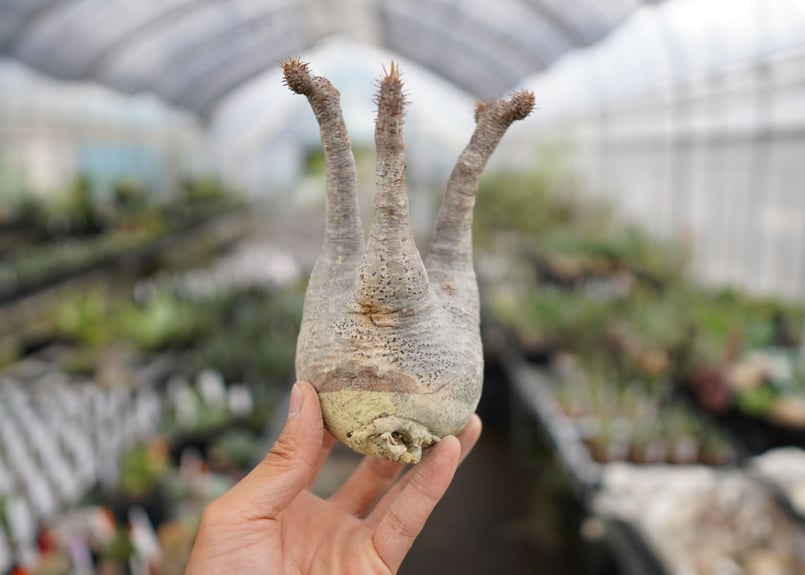 中型 塊根植物　パキポディウムグラキリス抜根 パキポディウム・グラキリス 抜き苗 〈42〉 | mana's farm:塊根植物