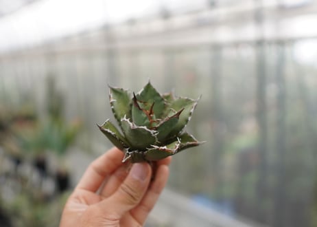 Agave titanota FO-76 C NO.4