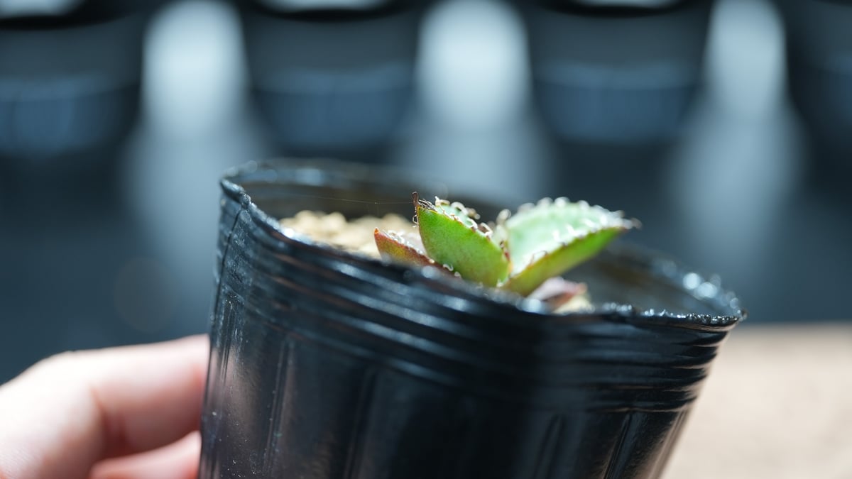 アガベ オテロイ 沖縄実生 | mana's green:塊根植物販売|マナズ アガベ オテロイ 沖縄実生 | mana's green:塊根植物販売|マナズ