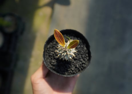パキポディウム　デンシフローラム Pachypodium densiflorum   No.3
