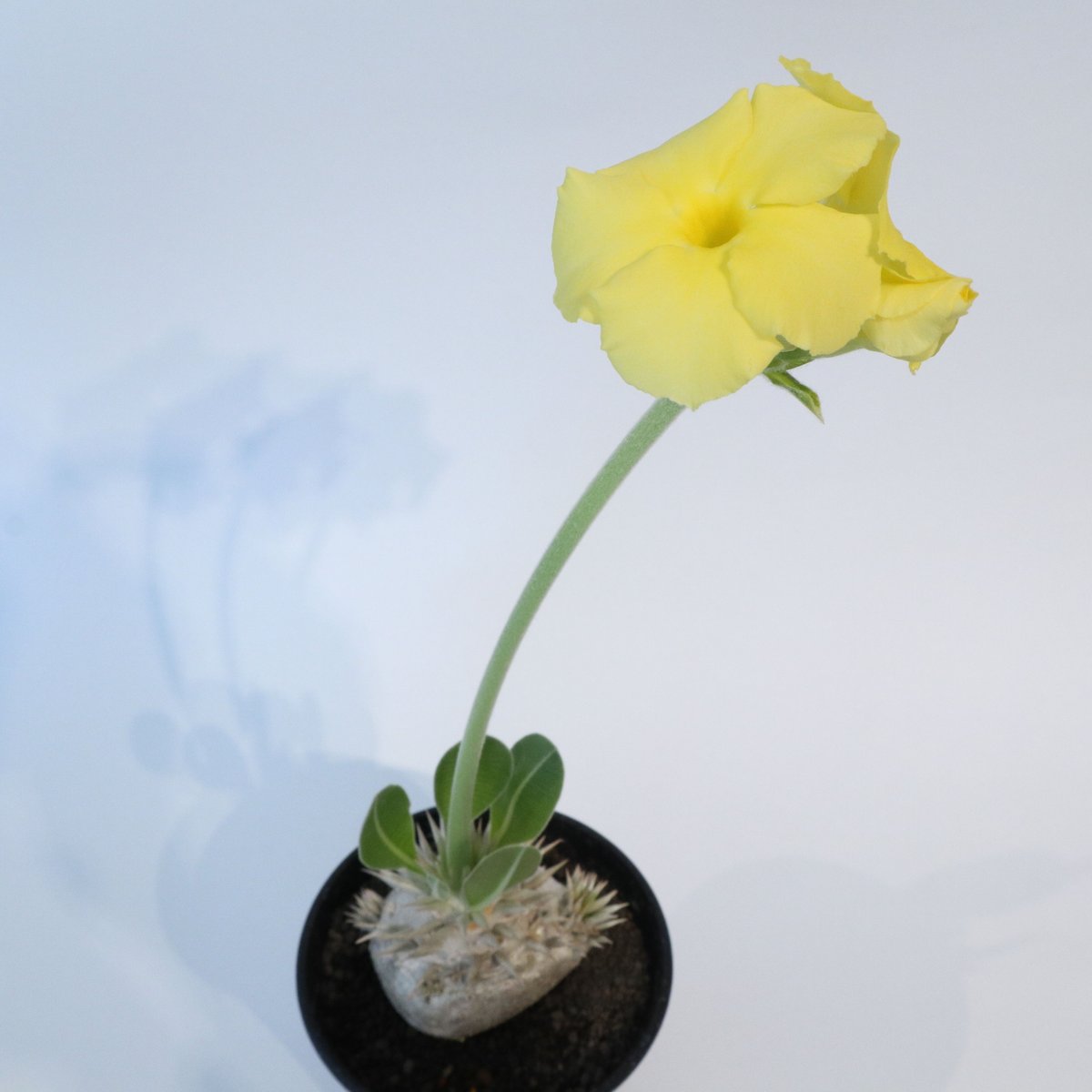 パキポディウム 恵比寿笑い 実生 №3 | mana's farm:塊根植物・アガベ