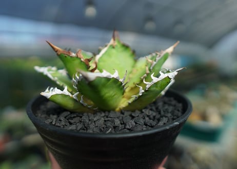 アガベ　チタノタ　レッドキャットウィーズル　Agave titanota Red catweezle　No.3