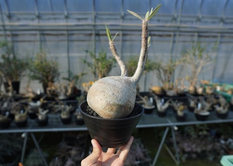 パキポディウム　グラキリス　 Pachypodium Gracilius  No.2