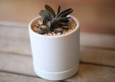 ガステリア 子宝錦 　Gasteria gracilis