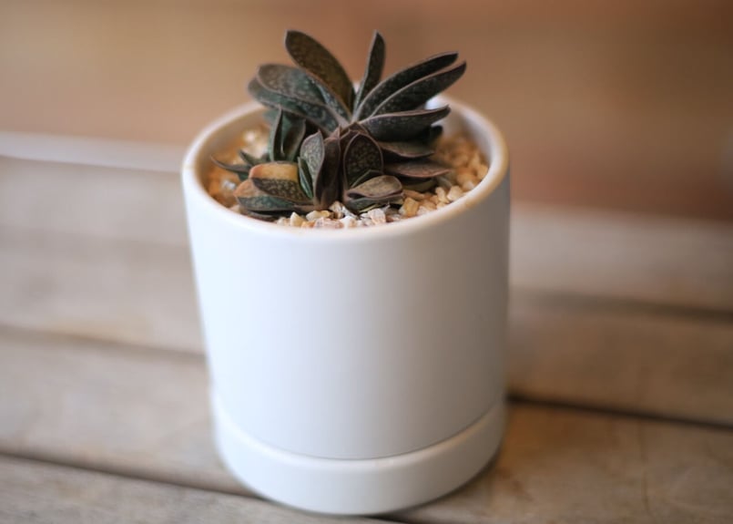 ガステリア 子宝錦 Gasteria gracilis | mana's farm:塊根植物