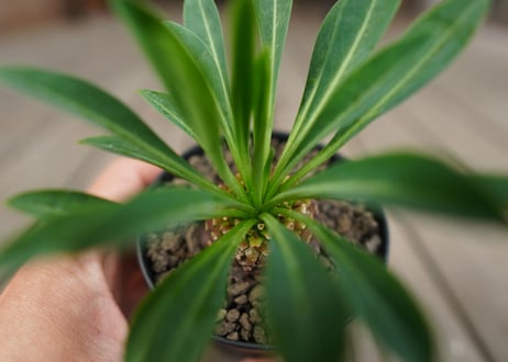 鉄甲丸　Euphorbia bupleurifolia