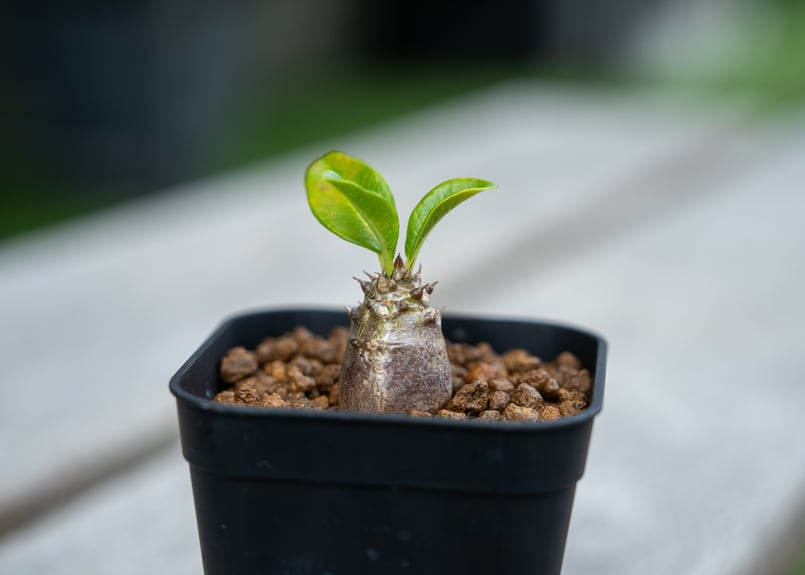 パキポディウム ウィンゾリー 沖縄実生 NO.2 | mana's farm:塊根植物