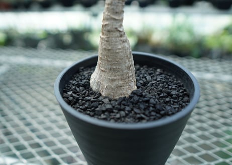 フィランサス　ミラビリス　Phyllanthus mirabilis