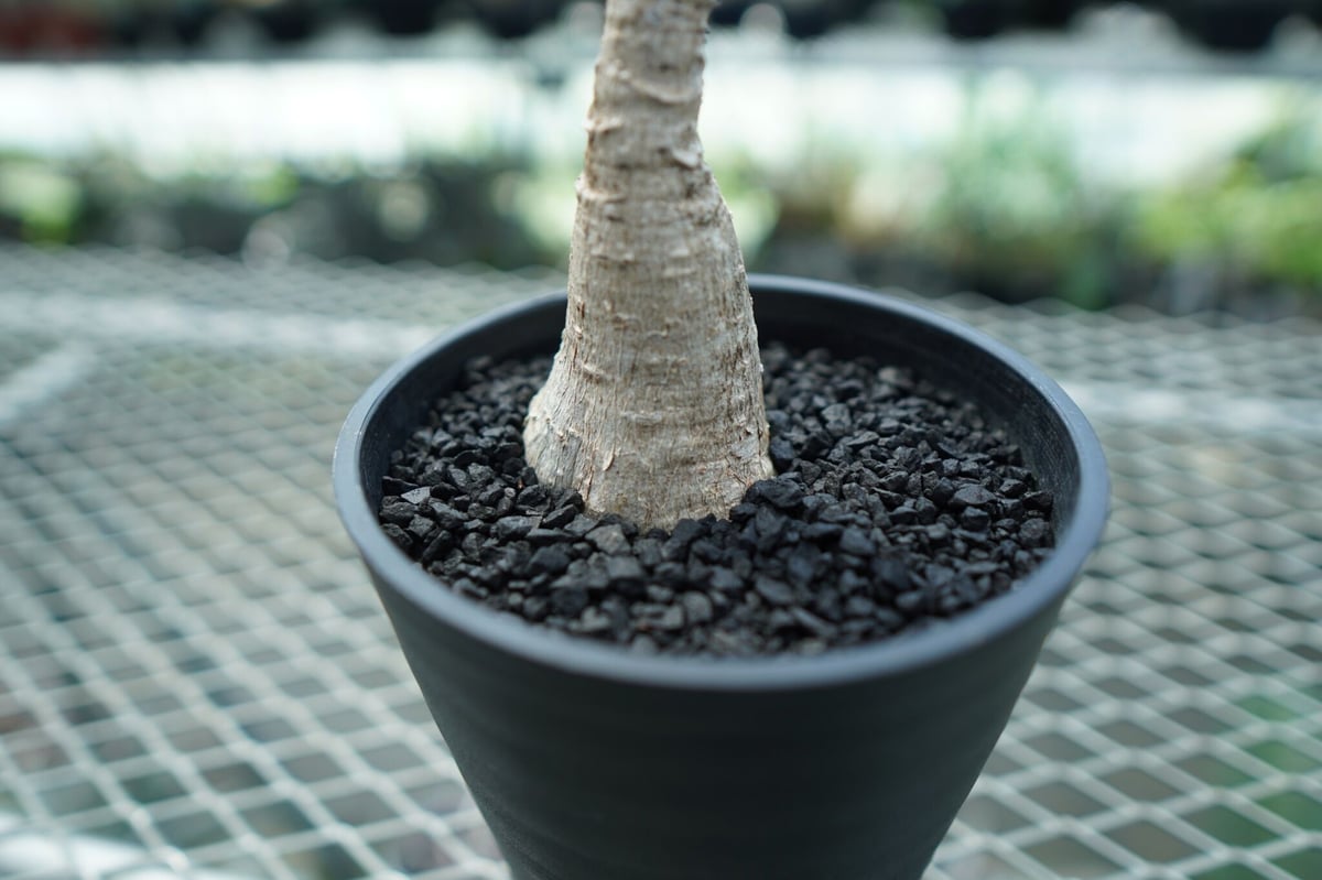 フィランサス ミラビリス Phyllanthus mirabilis | mana