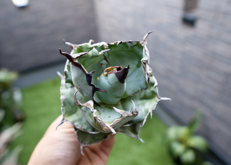 Agave B&B  №3