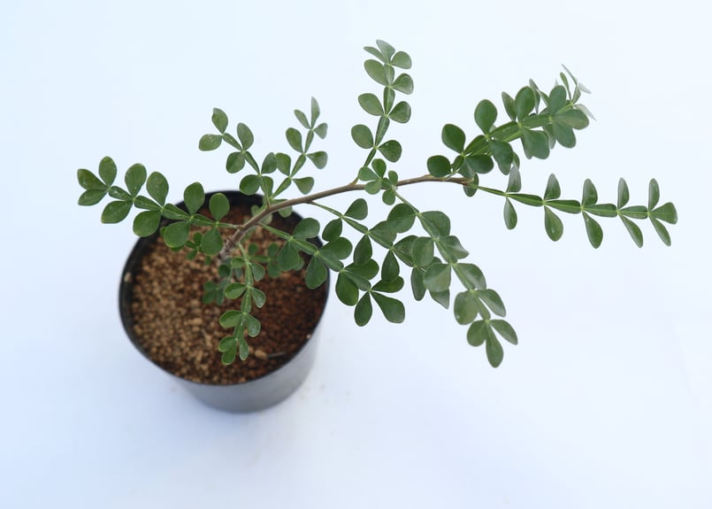 オペルクリカリア デカリー 実生 | mana's farm:塊根植物・アガベ