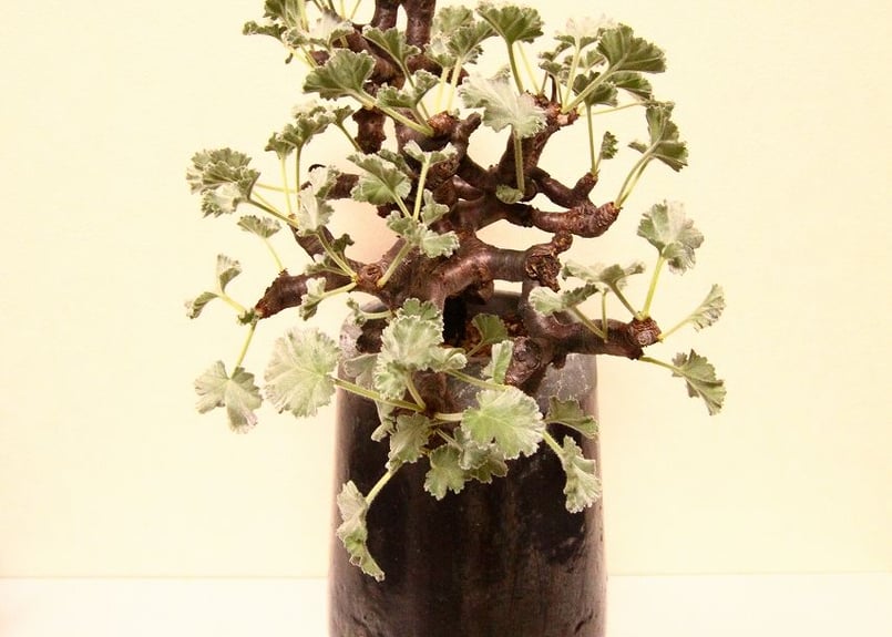 ペラルゴニウム ミラビレ Pelargonium mirabile | mana's farm