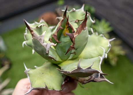 Agave titanota dwarf 姫厳龍 B NO.1