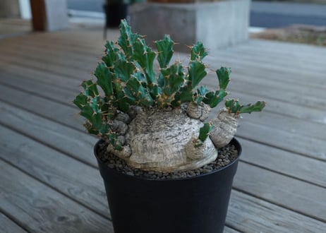 ユーフォルビア　クラビゲラ　Euphorbia clavigera