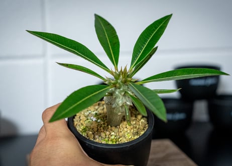 パキポディウム　バロニー　Pachypodium baronii