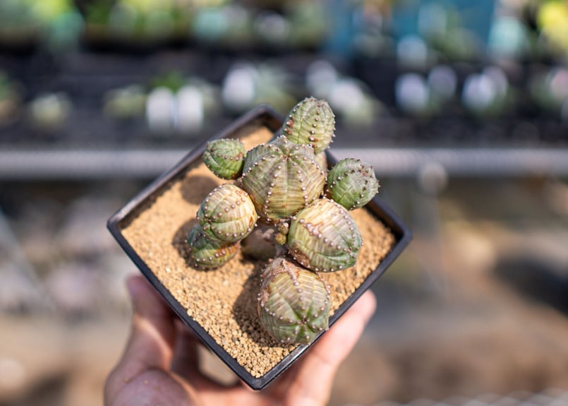 ユーフォルビア オベサブロウ Euphorbia Obesablow【ユーフォルビア・オベサブロウ】 | RIMO'S GREEN