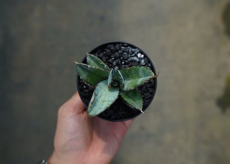 アガベ　チタノタ　 ブラックアンドブルー 　Agave titanota black and blue　No.4