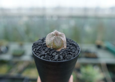 ユーフォルビア　オベサブロー　Euphorbia ObesaBlow  No.1