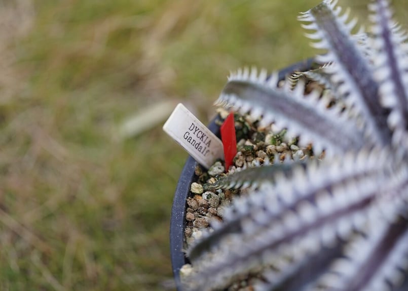 Dyckia Gandalf | mana's farm:塊根植物・アガベ・ドライガーデン植物