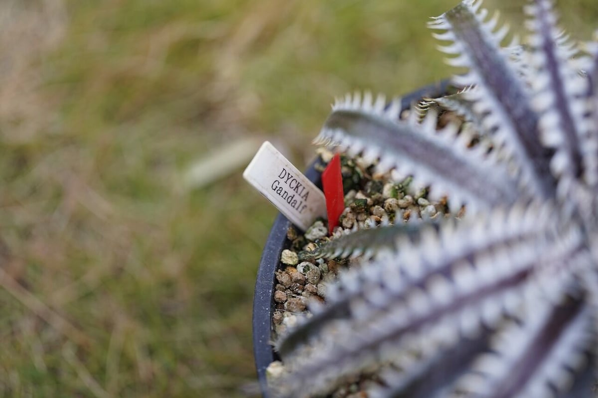 Dyckia Gandalf | mana's farm:塊根植物・アガベ・ドライガーデン植物