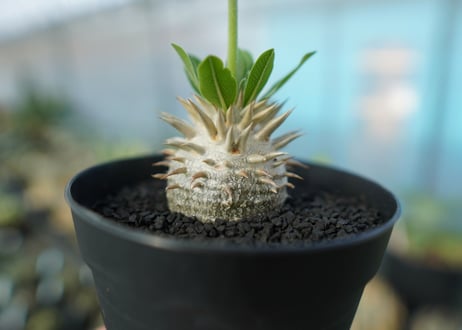 パキポディウム　恵比寿大黒　Pachypodium Densicaule　No.5