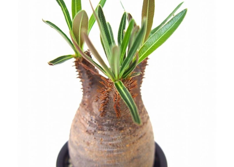 Pachypodium Gracilius パキポディウム グラキリス №11 littl