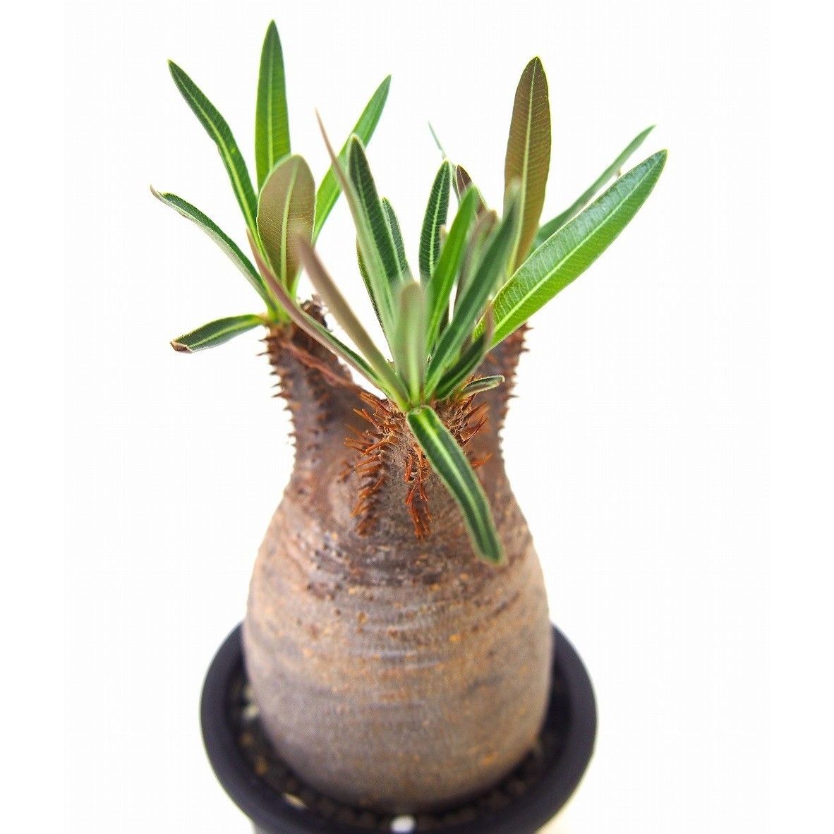 Pachypodium Gracilius パキポディウム グラキリス №11 littl Pachypodium Gracilius パキポディウム グラキリス №11 littl