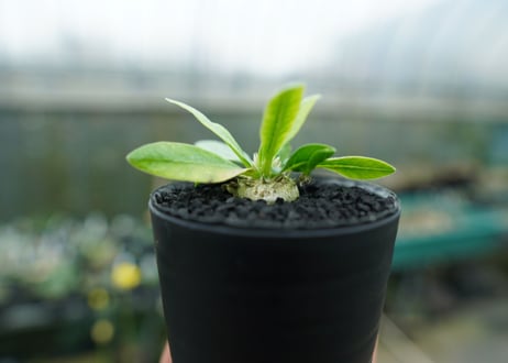 パキポディウム　恵比寿笑い　Pachypodium brevicaule　No.6