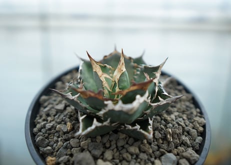 アガベ　チタノタ　FO-76  Agave titanota FO-76　No.2
