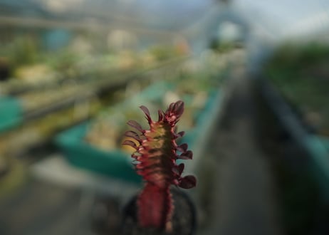 ユーフォルビア　紅彩雲閣　Euphorbia trigona f. rubra　No.3