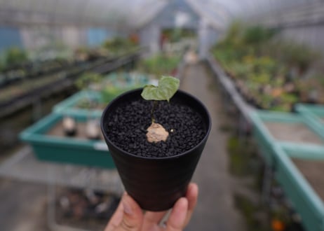 亀甲竜　Dioscorea elephantipes No.2