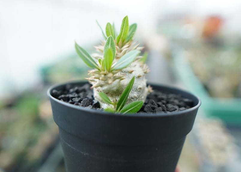 パキポディウム 恵比寿大黒(3頭) パキポディウム 恵比寿大黒 Pachypodium Densicaule No.3 | man