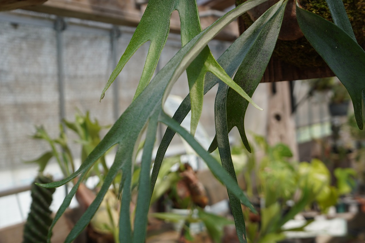 ビカクシダ P. Cardinals (TC) | mana's farm:塊根植物・アガベ