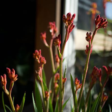 カンガルーポー | STORES