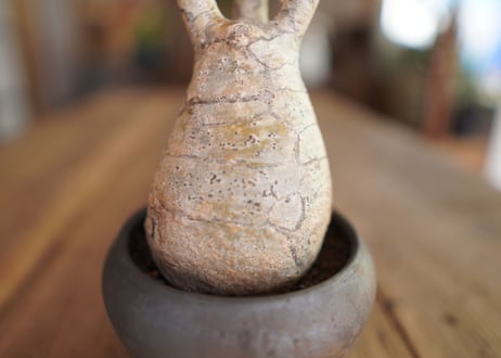 パキポディウム　グラキリス　 Pachypodium Gracilius