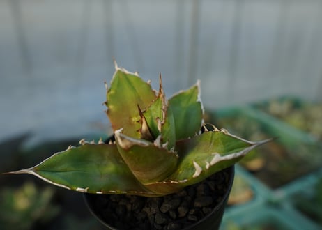 アガベ　チタノタ 　Agave titanota　No.5