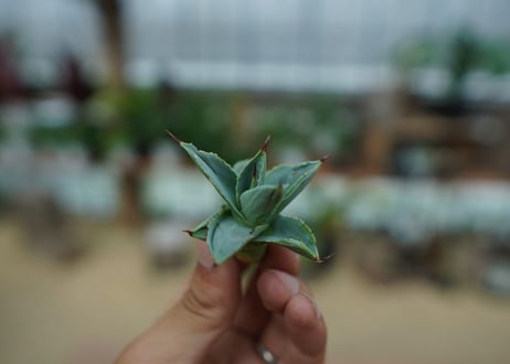 アガベ　ドラゴントゥース　Agave Dagontoes　No.1