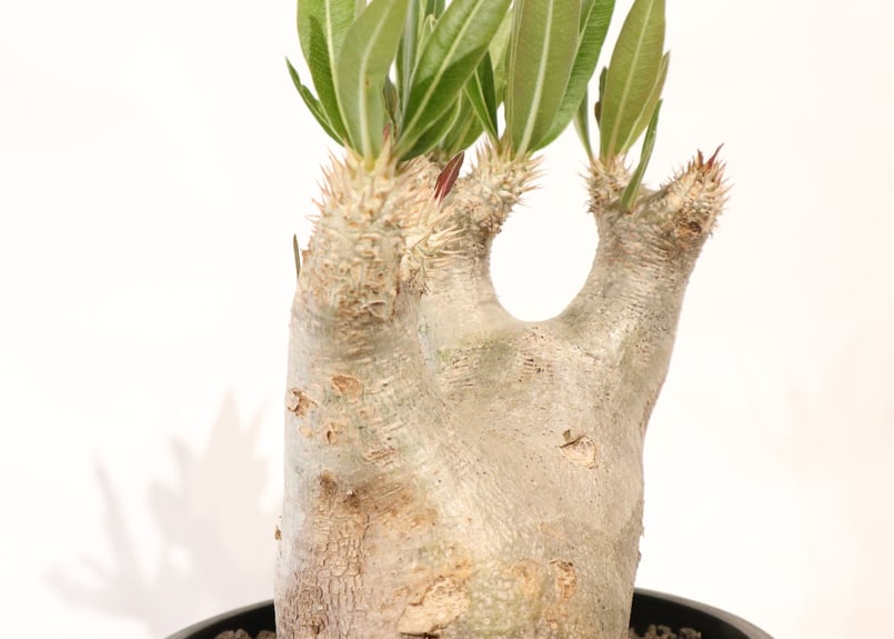 パキポディウム イノピナツム | mana's green:塊根植物販売|マナ パキポディウム イノピナツム | mana's green:塊根植物販売|マナ