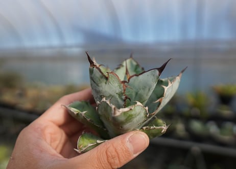 agave titanota ブラック＆ブルー　No.5