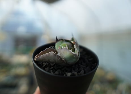 アガベ　チタノタ　 ブラックアンドブルー 　Agave titanota black and blue　No.4