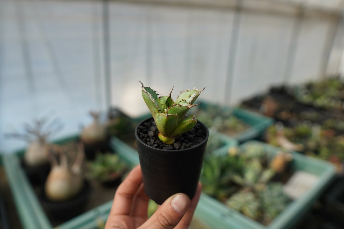 抜き苗】アガベ チタノタ 黄覆輪 Agave titanota variegata | ma