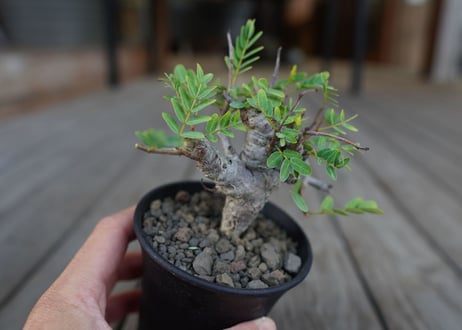 センナ　メリディオナリス　Senna meridionalis　No.1