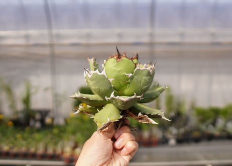 アガベ　titanota  dwarf　No.2
