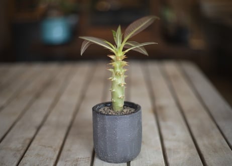 パキポディウム　バロニー　Pachypodium baronii