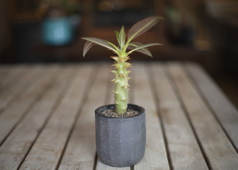 パキポディウム バロニー Pachypodium baronii | mana's farm: