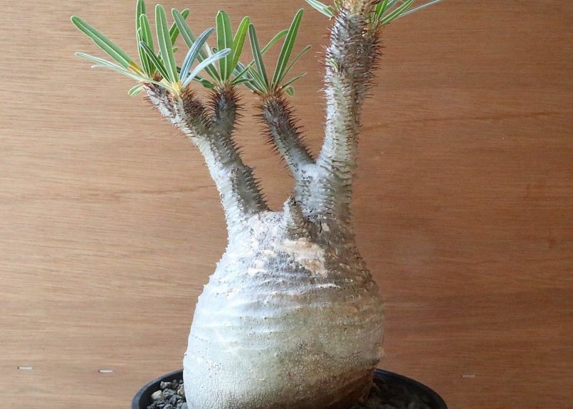パキポディウム グラキリス no.102 | mana's farm:塊根植物・アガベ