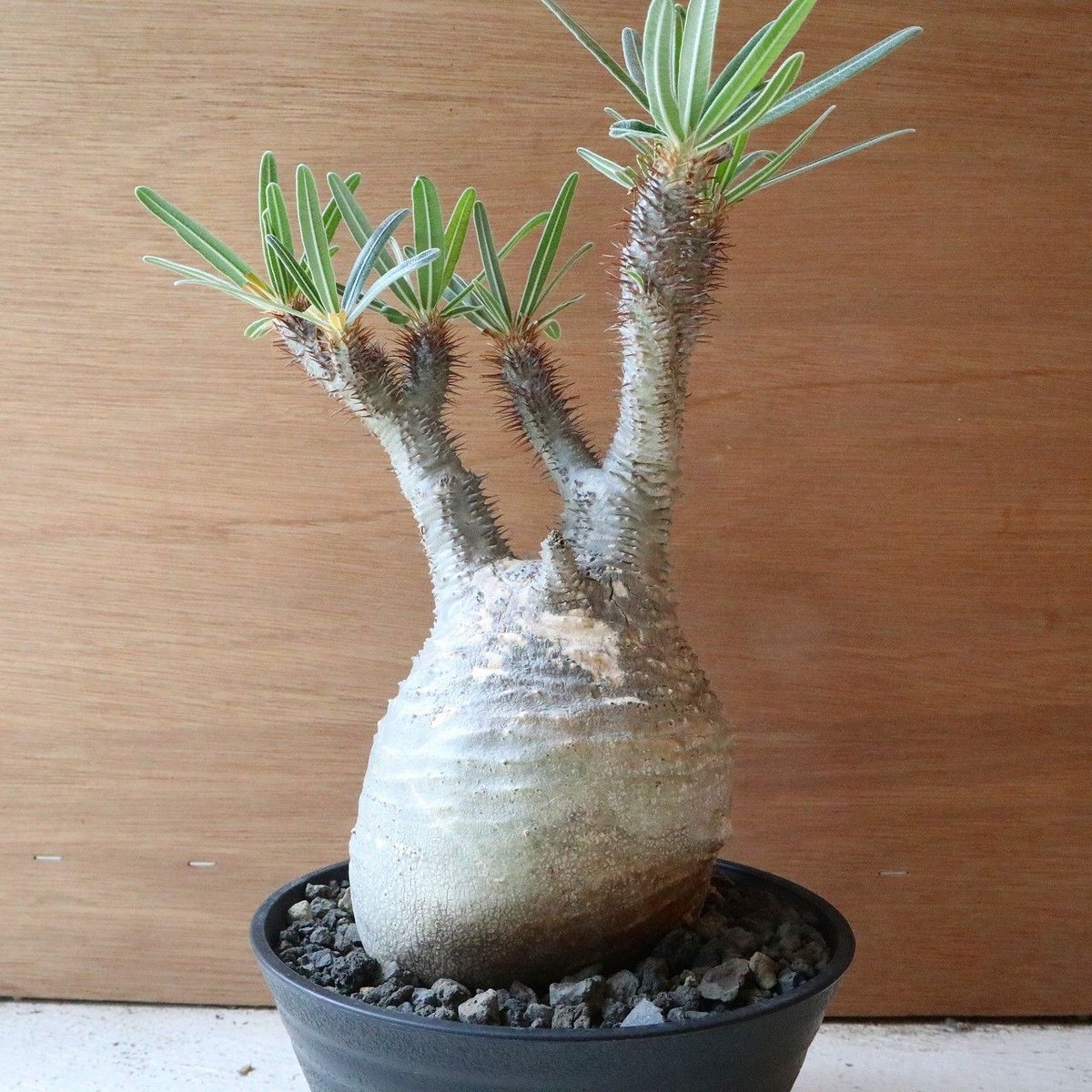 パキポディウム グラキリス no.102 | mana's farm:塊根植物・アガベ