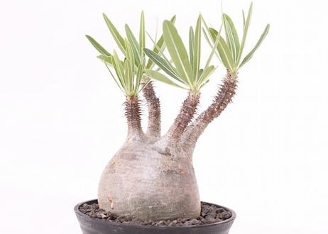 Pachypodium Gracilius パキポディウム  グラキリス  №６　手のり　バランス良