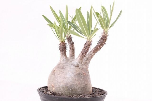 Pachypodium Gracilius パキポディウム グラキリス №6 手のり バラ