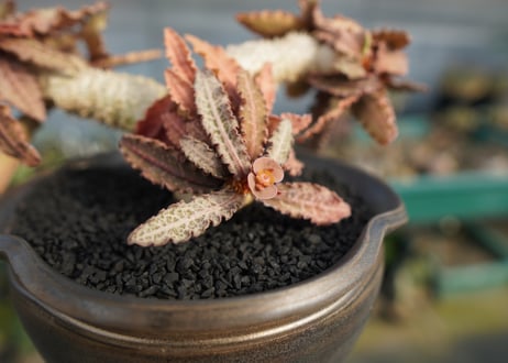 ユーフォルビア　フランコイシー　Euphorbia  francoisii